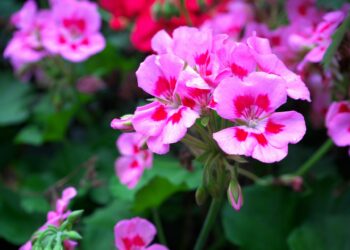 fertilizantes caseiros para florescer plantas