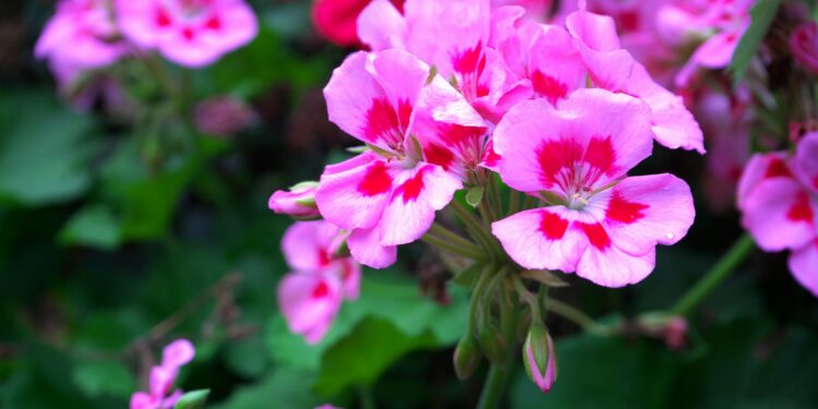 fertilizantes caseiros para florescer plantas