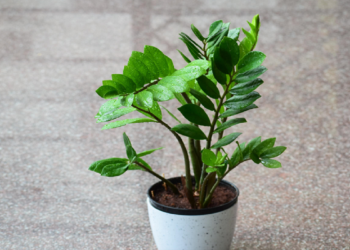 Saiba como cultivar a Planta da Fortuna