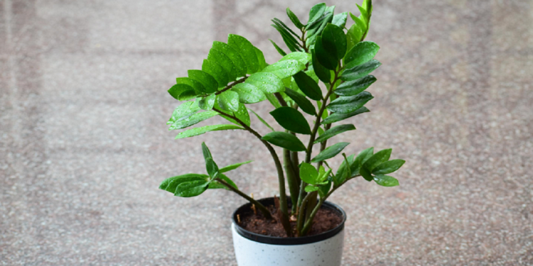 Saiba como cultivar a Planta da Fortuna